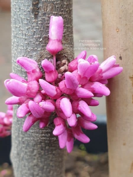 Церцис канадский Аллей Кэт (Cercis canadensis Alley Cat) ФОТО Питомник растений Природа (2)