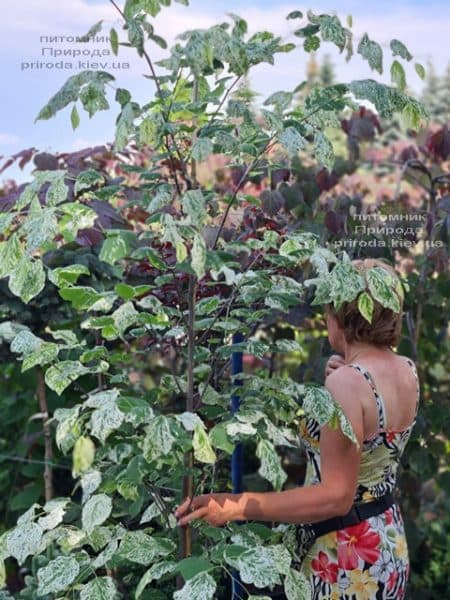 Церцис канадський Алей Кет (Cercis canadensis Alley Cat) ФОТО Розплідник рослин Природа (20)