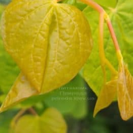 Церцис канадский Райсинг Сан (Cercis canadensis Rising Sun) ФОТО Питомник растений Природа (4)