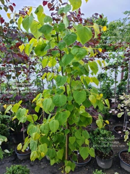 Церцис канадский Райсинг Сан (Cercis canadensis Rising Sun) ФОТО Питомник растений Природа (7)