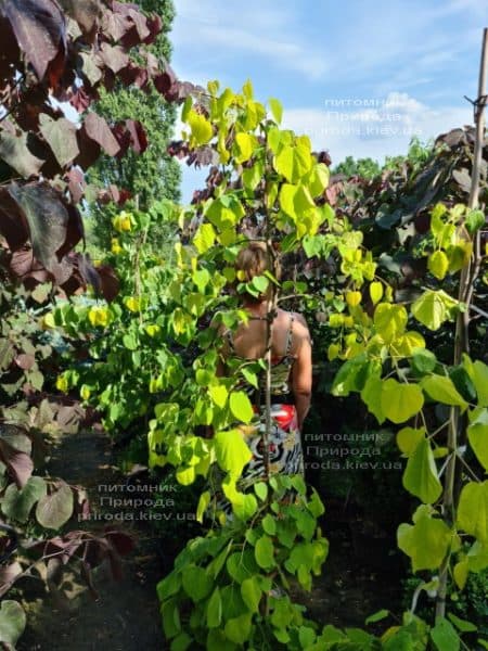 Церцис канадський Райсінг Сан (Cercis canadensis Rising Sun) ФОТО Розплідник рослин Природа (8)