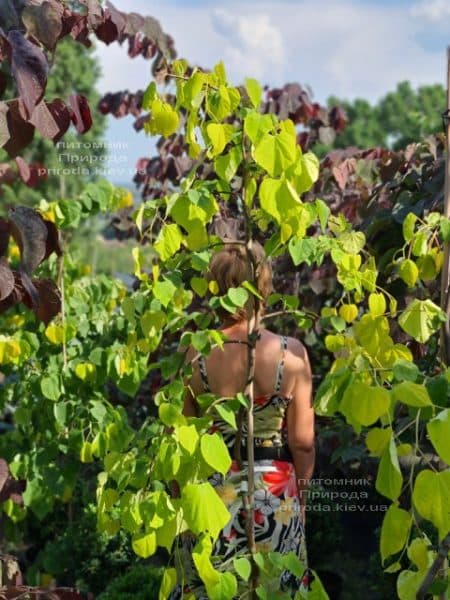 Церцис канадський Райсінг Сан (Cercis canadensis Rising Sun) ФОТО Розплідник рослин Природа (9)