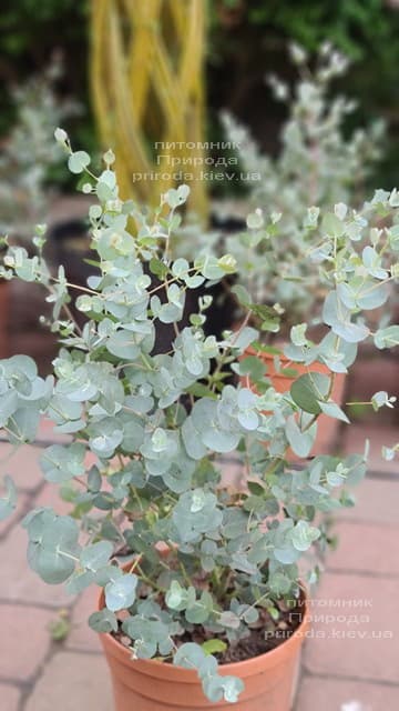 Эвкалипт (Eucalyptus) ФОТО Питомник растений Природа (8)