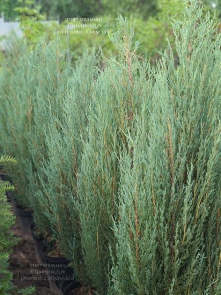 Можжевельник скальный Блю Арроу (Блю Эрроу) (Juniperus scopolorum Blue Arrow) ФОТО Питомник растений Природа (46)
