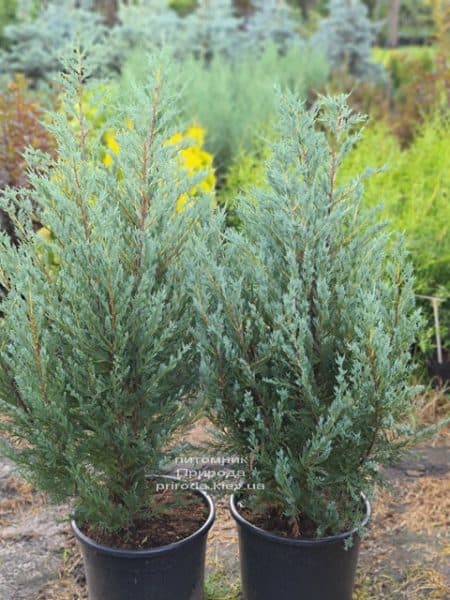 Ялівець скельний Мунглов (Juniperus scopolorum Moonglow) ФОТО Розплідник рослин Природа (20)