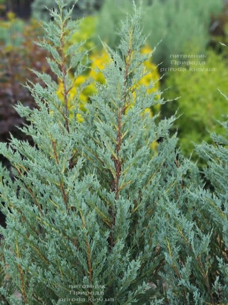 Можжевельник скальный Мунглов (Juniperus scopolorum Moonglow) ФОТО Питомник растений Природа (21)