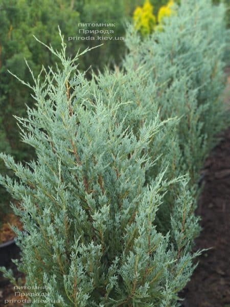 Ялівець скельний Мунглов (Juniperus scopolorum Moonglow) ФОТО Розплідник рослин Природа (22)