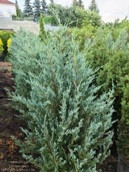 Ялівець скельний Мунглов (Juniperus scopolorum Moonglow) ФОТО Розплідник рослин Природа (23)