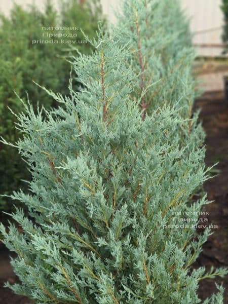 Ялівець скельний Мунглов (Juniperus scopolorum Moonglow) ФОТО Розплідник рослин Природа (24)