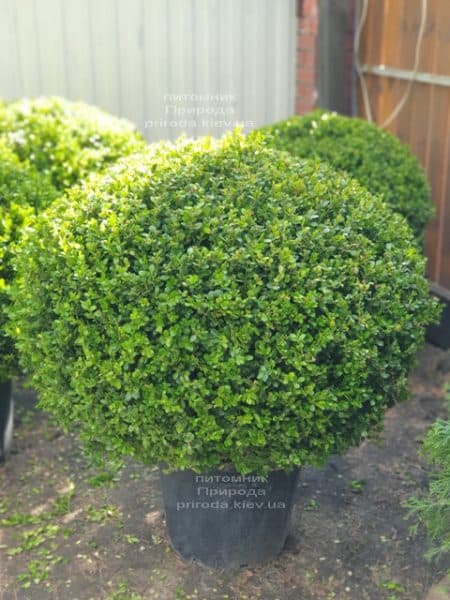 Самшит мелколистный Фолкнер (Buxus microphilla Faulkner) ФОТО Питомник растений Природа (1)