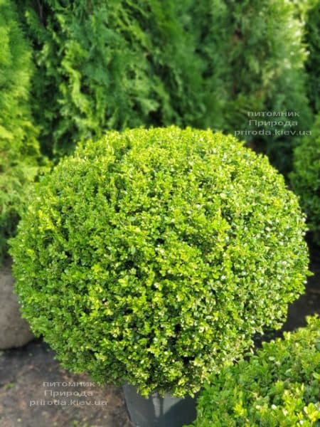 Самшит мелколистный Фолкнер (Buxus microphilla Faulkner) ФОТО Питомник растений Природа (2)