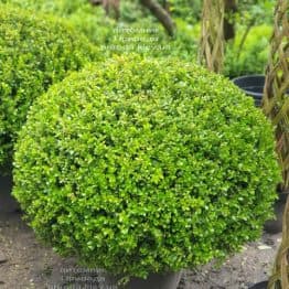 Самшит мелколістний Фолкнер (Buxus microphilla Faulkner) ФОТО Розплідник рослин Природа (3)