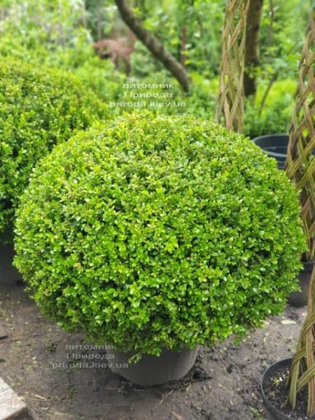 Самшит мелколистный Фолкнер (Buxus microphilla Faulkner) ФОТО Питомник растений Природа (3)