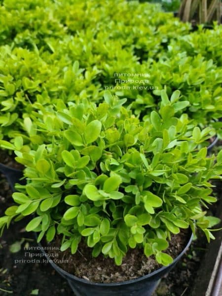 Самшит мелколистный Фолкнер (Buxus microphilla Faulkner) ФОТО Питомник растений Природа (5)