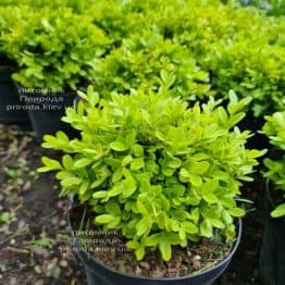 Самшит мелколистный Фолкнер (Buxus microphilla Faulkner) ФОТО Питомник растений Природа (6)