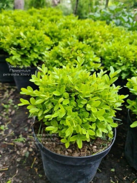 Самшит дрібнолистий Фолкнер (Buxus microphilla Faulkner) ФОТО Розплідник рослин Природа (6)