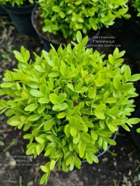 Самшит дрібнолистий Фолкнер (Buxus microphilla Faulkner) ФОТО Розплідник рослин Природа (7)