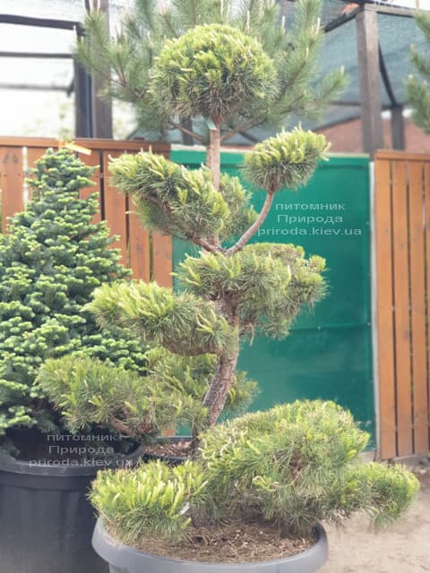 Сосна обыкновенная Бонсай (Pinus sylvestris Bonsai) ФОТО Питомник растений Природа (1)