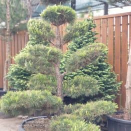 Сосна обыкновенная Бонсай (Pinus sylvestris Bonsai) ФОТО Питомник растений Природа