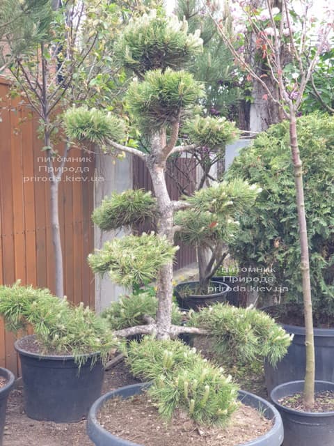 Сосна обыкновенная Бонсай (Pinus sylvestris Bonsai) ФОТО Питомник растений Природа (3)