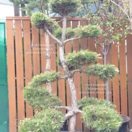 Сосна обыкновенная Бонсай (Pinus sylvestris Bonsai) ФОТО Питомник растений Природа (4)