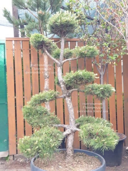 Сосна обыкновенная Бонсай (Pinus sylvestris Bonsai) ФОТО Питомник растений Природа (4)