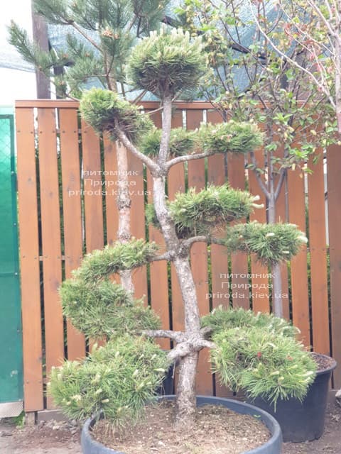 Сосна обыкновенная Бонсай (Pinus sylvestris Bonsai) ФОТО Питомник растений Природа (4)