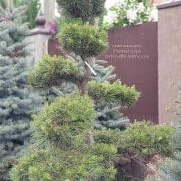 Сосна обыкновенная Бонсай (Pinus sylvestris Bonsai) ФОТО Питомник растений Природа (6)