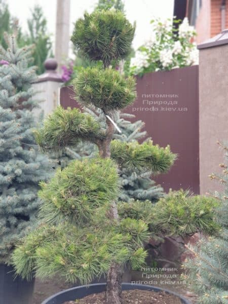 Сосна обыкновенная Бонсай (Pinus sylvestris Bonsai) ФОТО Питомник растений Природа (6)