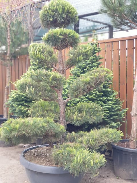 Сосна обыкновенная Бонсай (Pinus sylvestris Bonsai) ФОТО Питомник растений Природа
