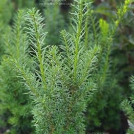 Тис средний Хикси (Taxus media Hicksii) ФОТО Питомник растений Природа (11)