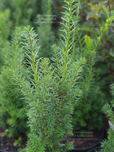 Тис середній Хікс (Taxus media Hicksii) ФОТО Розплідник рослин Природа (11)