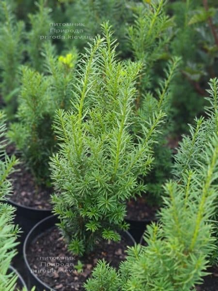 Тис середній Хікс (Taxus media Hicksii) ФОТО Розплідник рослин Природа (12)