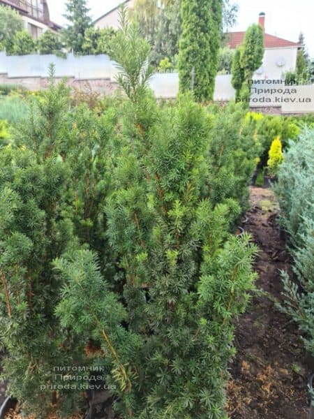 Тис средний Хикси (Taxus media Hicksii) ФОТО Питомник растений Природа (8)