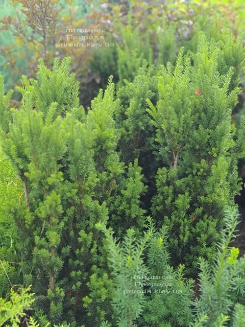 Тис средний Хилии (Taxus media Hillii) ФОТО Питомник растений Природа (23)