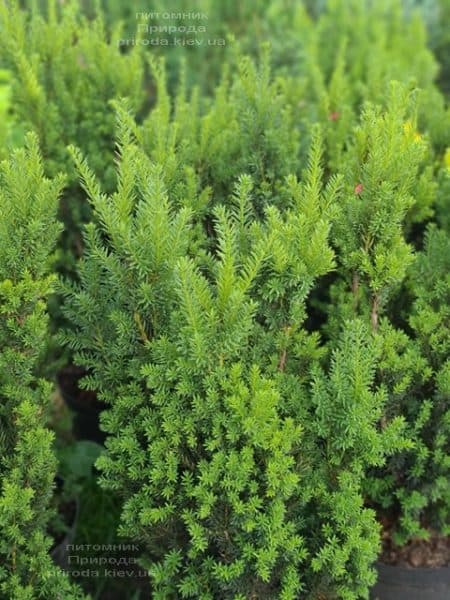 Тис середній Хіліі (Taxus media Hillii) ФОТО Розплідник рослин Природа (24)