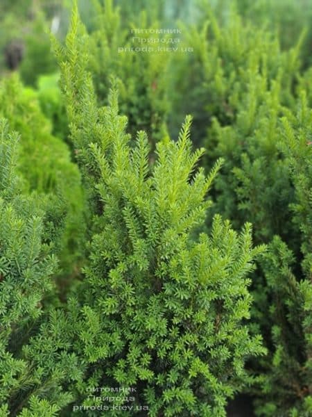 Тис середній Хіліі (Taxus media Hillii) ФОТО Розплідник рослин Природа (25)