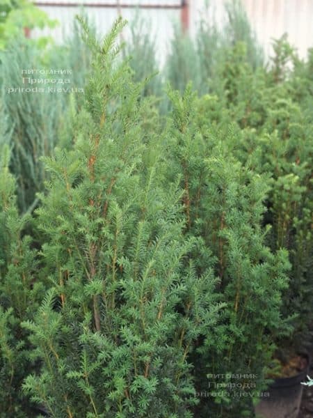 Тис середній Хіліі (Taxus media Hillii) ФОТО Розплідник рослин Природа (26)