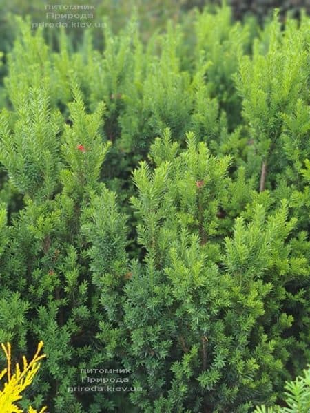 Тис середній Хіліі (Taxus media Hillii) ФОТО Розплідник рослин Природа (27)