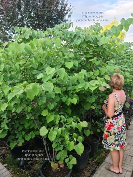 Церцис канадский (Cercis canadensis) ФОТО Питомник растений Природа (15)