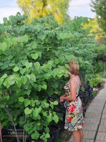 Церцис канадський (Cercis canadensis) ФОТО Розплідник рослин Природа (16)