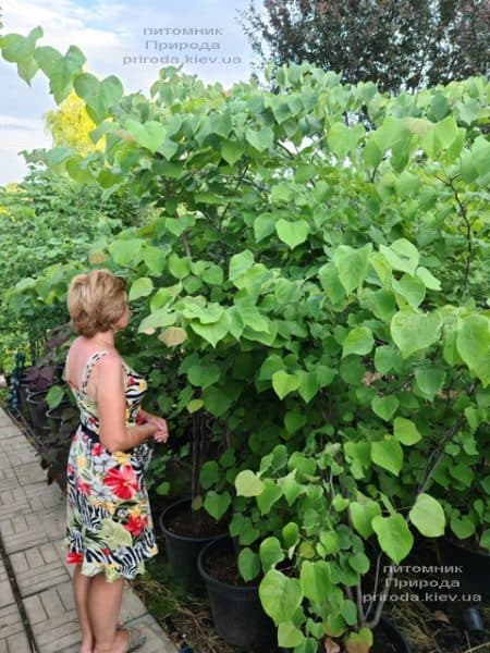 Церцис канадський (Cercis canadensis) ФОТО Розплідник рослин Природа (17)