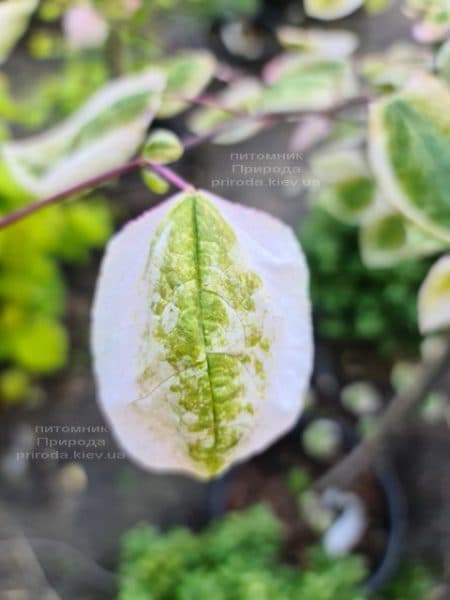 Церцис канадський Кароліна (Cercis canadensis Carolina Sweetheart) ФОТО Розплідник рослин Природа (12)