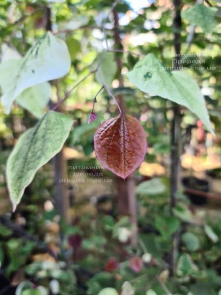 Церцис канадский Каролина (Cercis canadensis Carolina Sweetheart) ФОТО Питомник растений Природа (17)