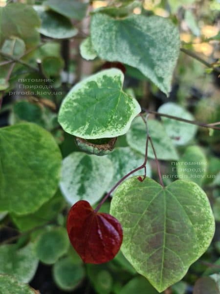 Церцис канадський Кароліна (Cercis canadensis Carolina Sweetheart) ФОТО Розплідник рослин Природа (18)