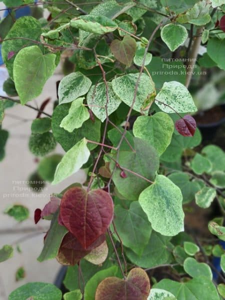 Церцис канадський Кароліна (Cercis canadensis Carolina Sweetheart) ФОТО Розплідник рослин Природа (5)