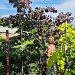 Церцис канадский Форест Панси (Cercis canadensis Forest Pansy) ФОТО Питомник растений Природа (16)