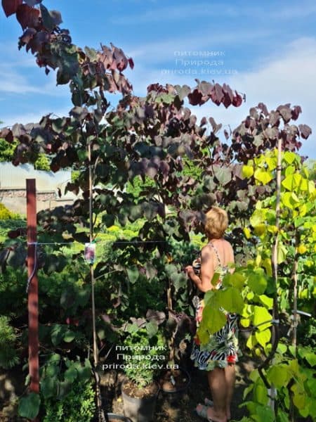 Церцис канадский Форест Панси (Cercis canadensis Forest Pansy) ФОТО Питомник растений Природа (16)