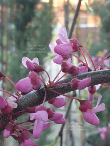 Церцис канадский Лавендер Твист (Cercis canadensis Lavender Twist) ФОТО Питомник растений Природа (1)