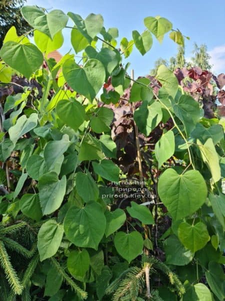 Церцис канадский Лавендер Твист (Cercis canadensis Lavender Twist) ФОТО Питомник растений Природа (11)